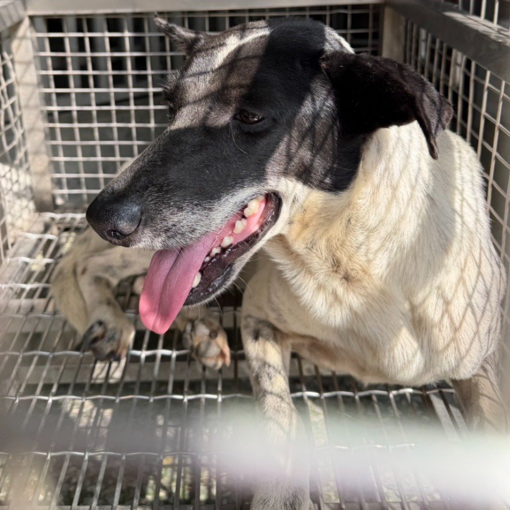 混種犬
