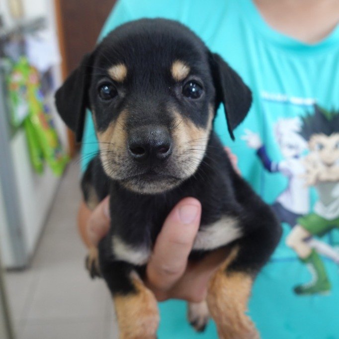 混種犬