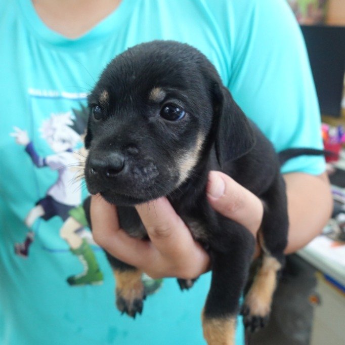 混種犬
