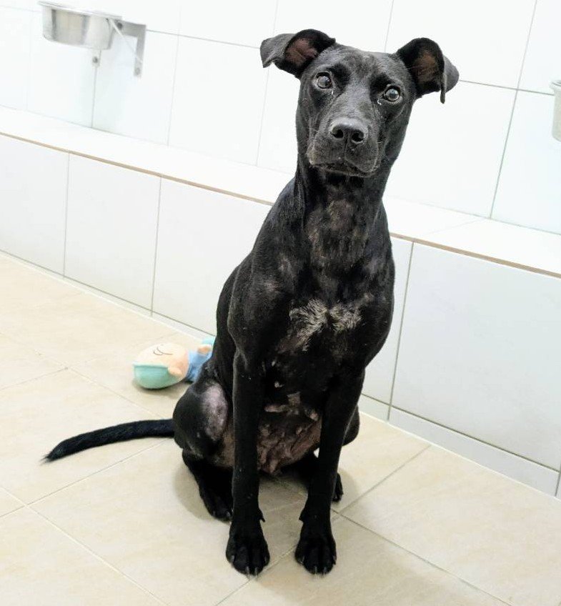 混種犬