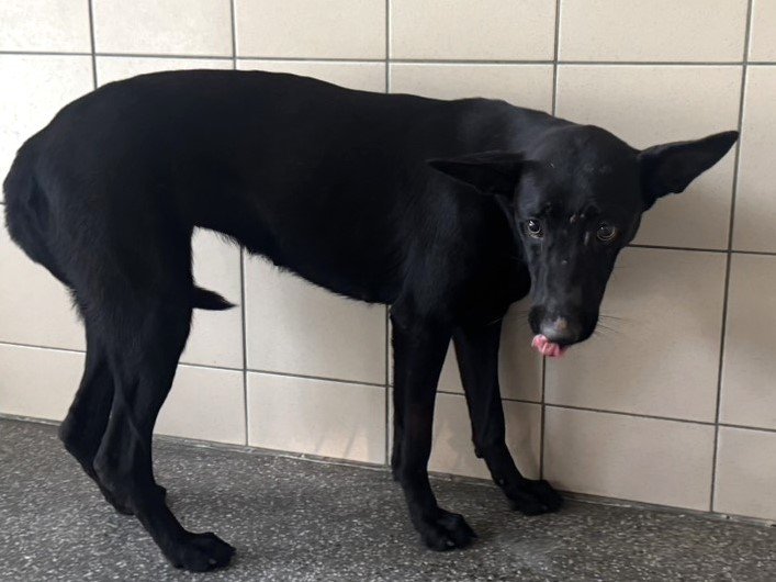 混種犬