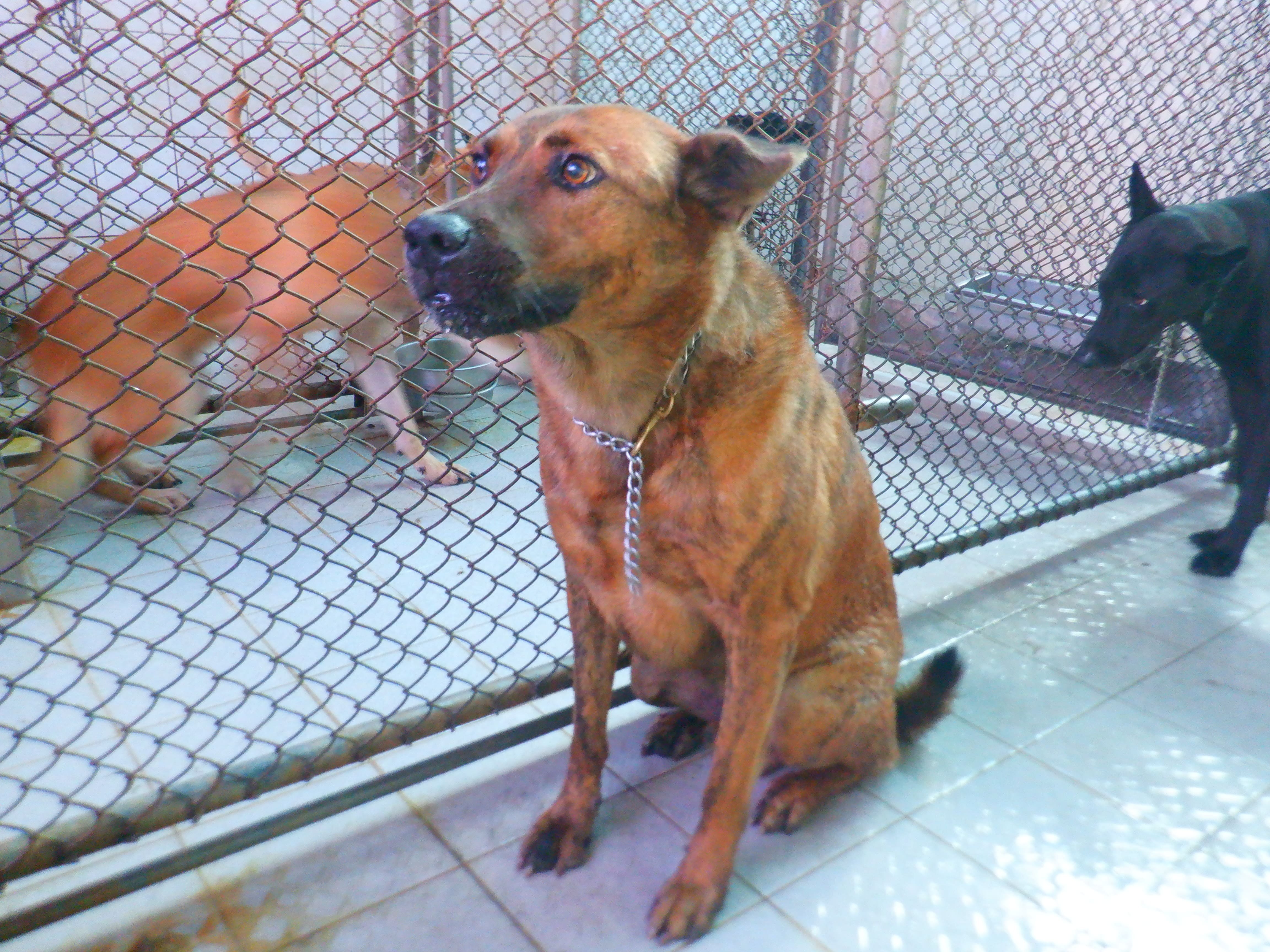 混種犬