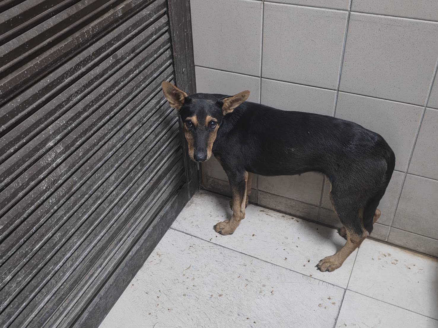 混種犬