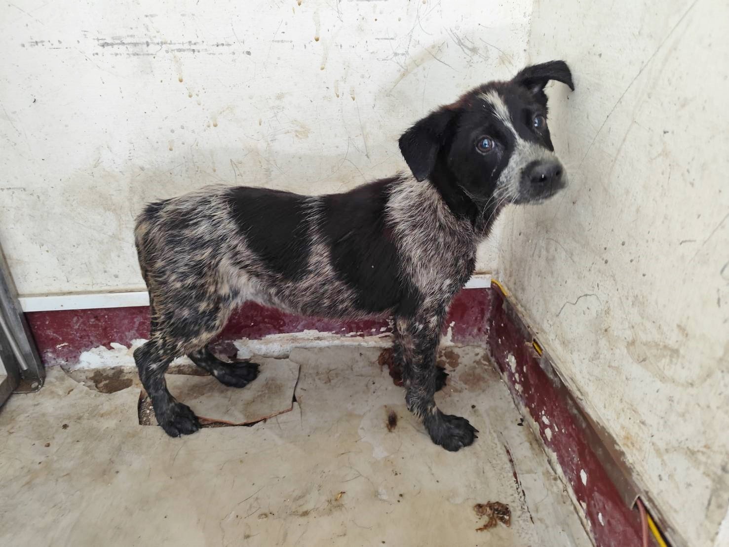 混種犬
