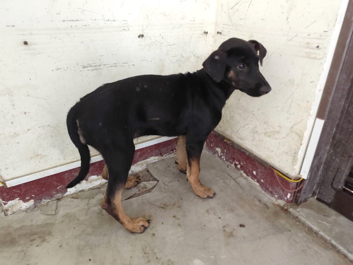 混種犬