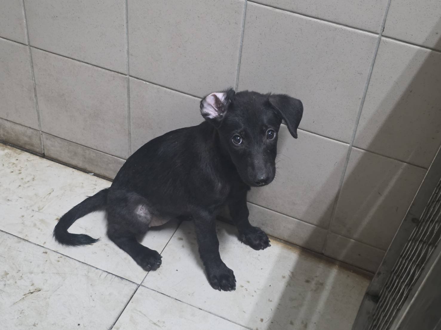 混種犬