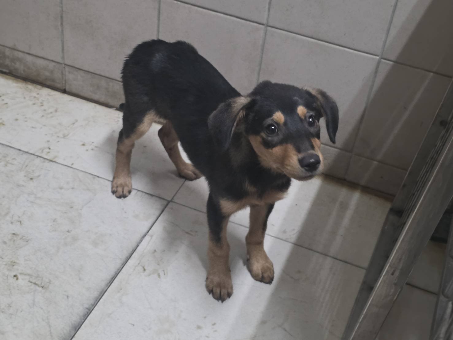 混種犬