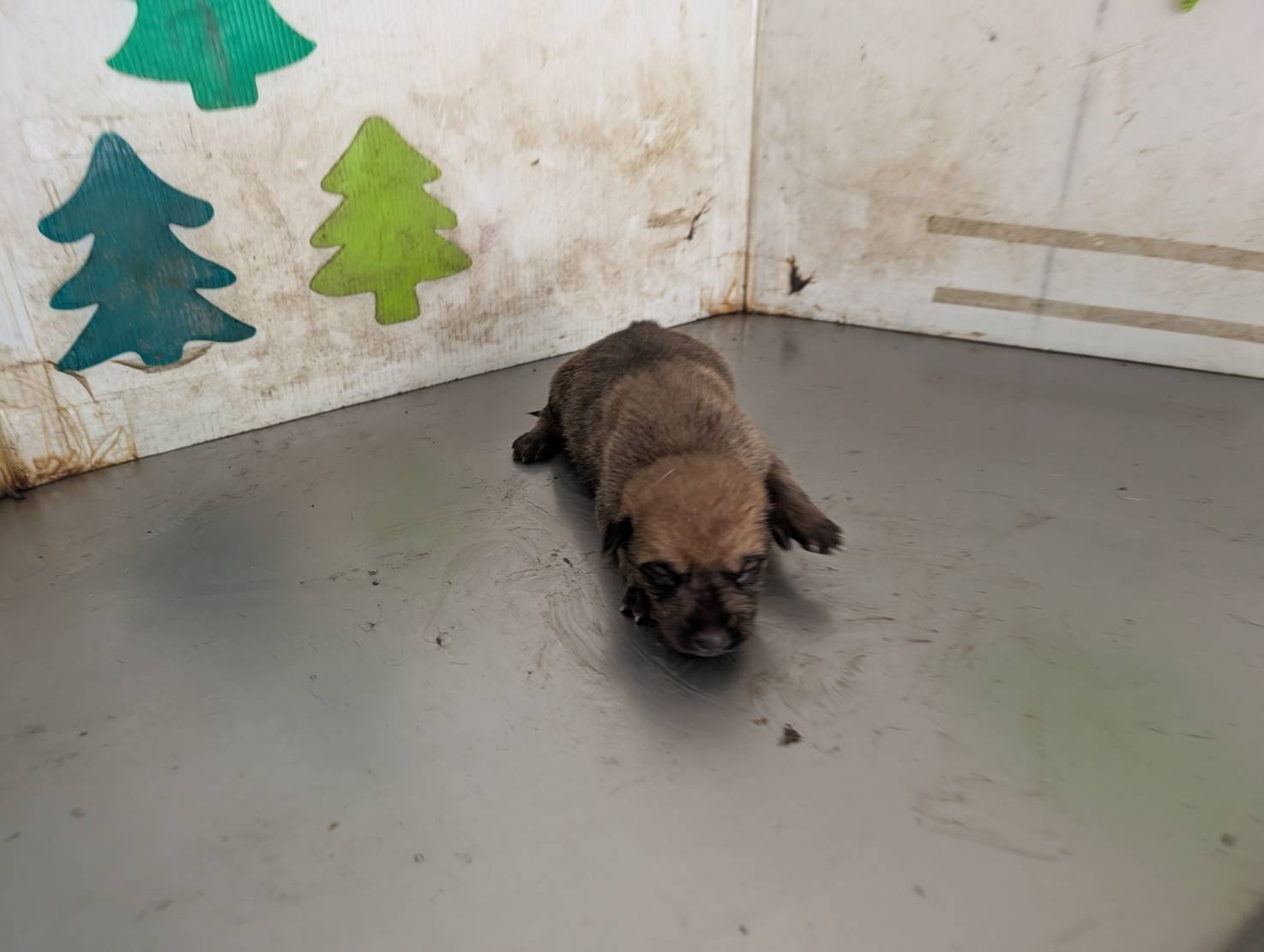 混種犬