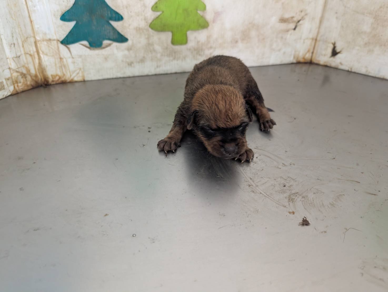 混種犬