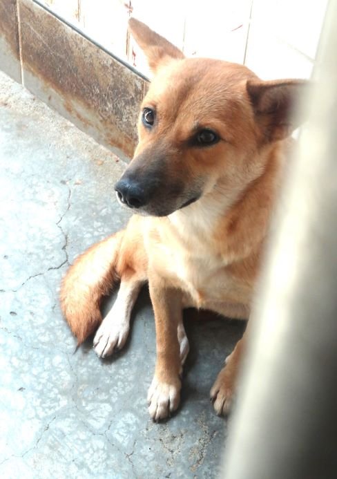混種犬