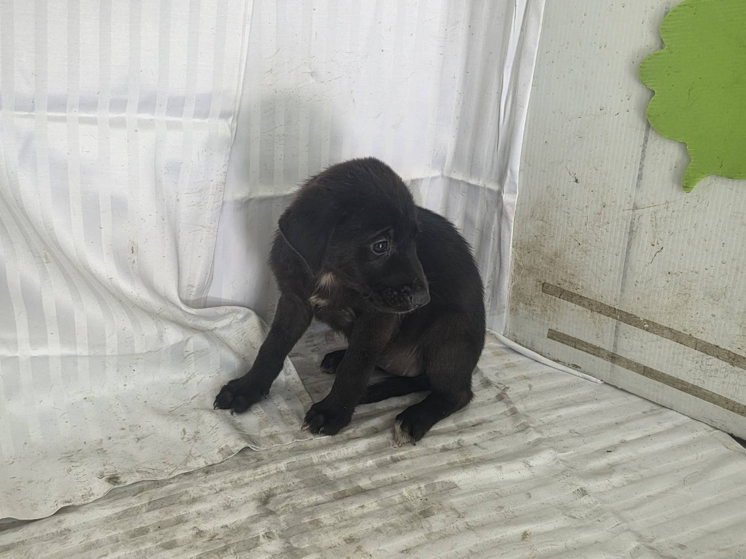 混種犬