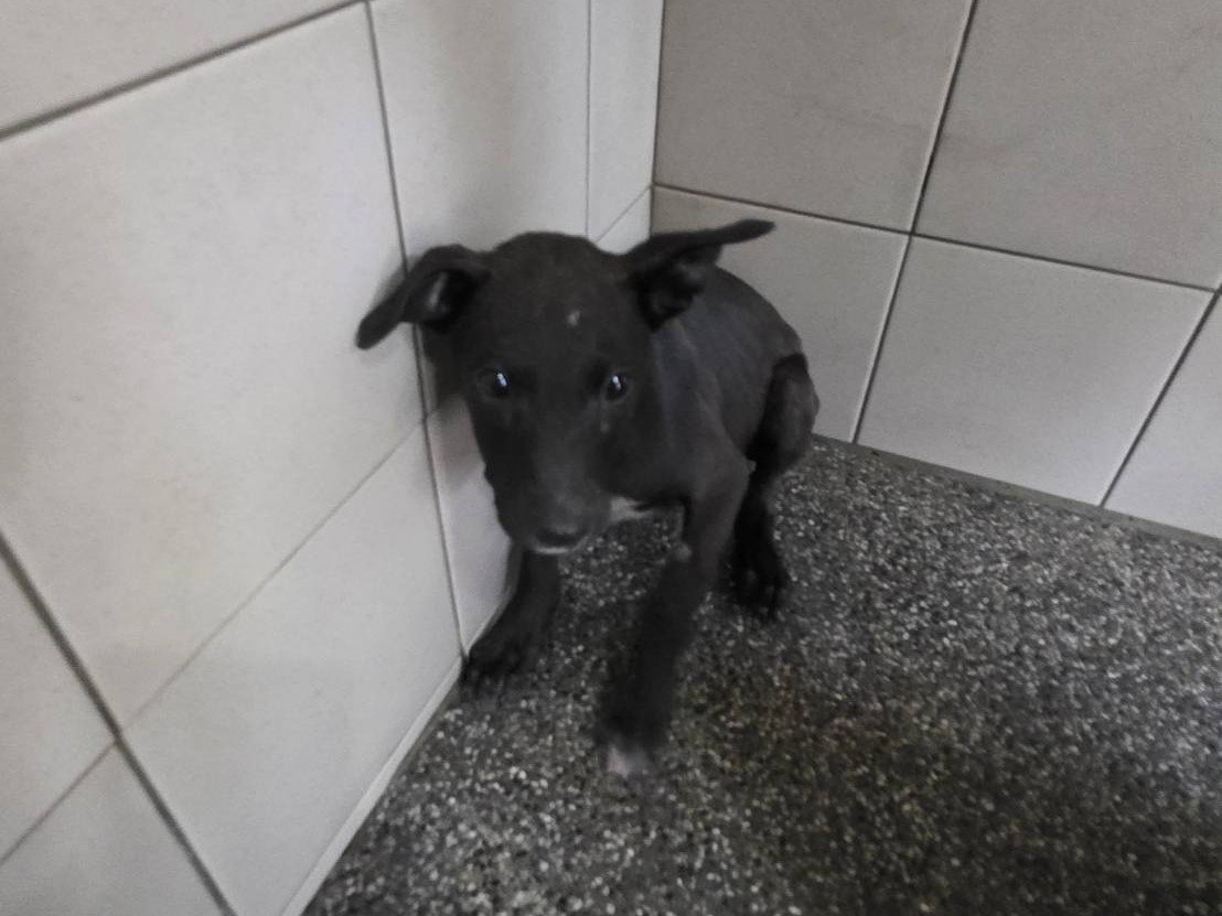 混種犬