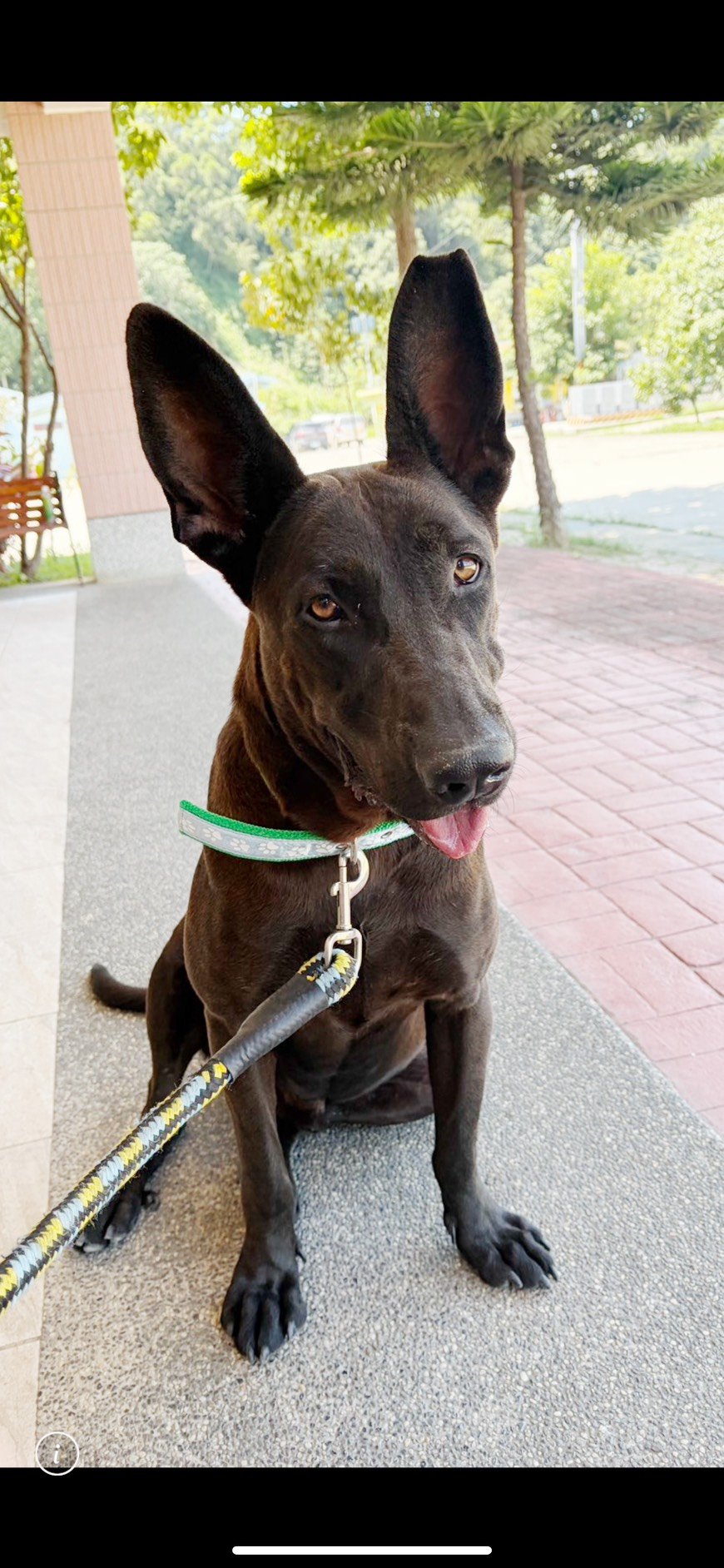 混種犬