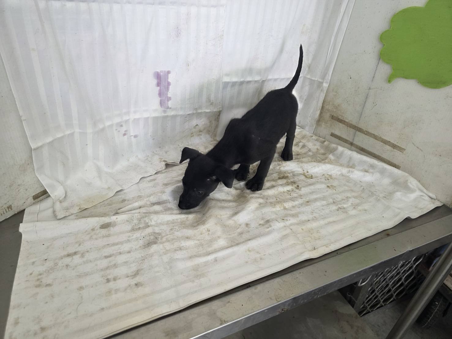混種犬