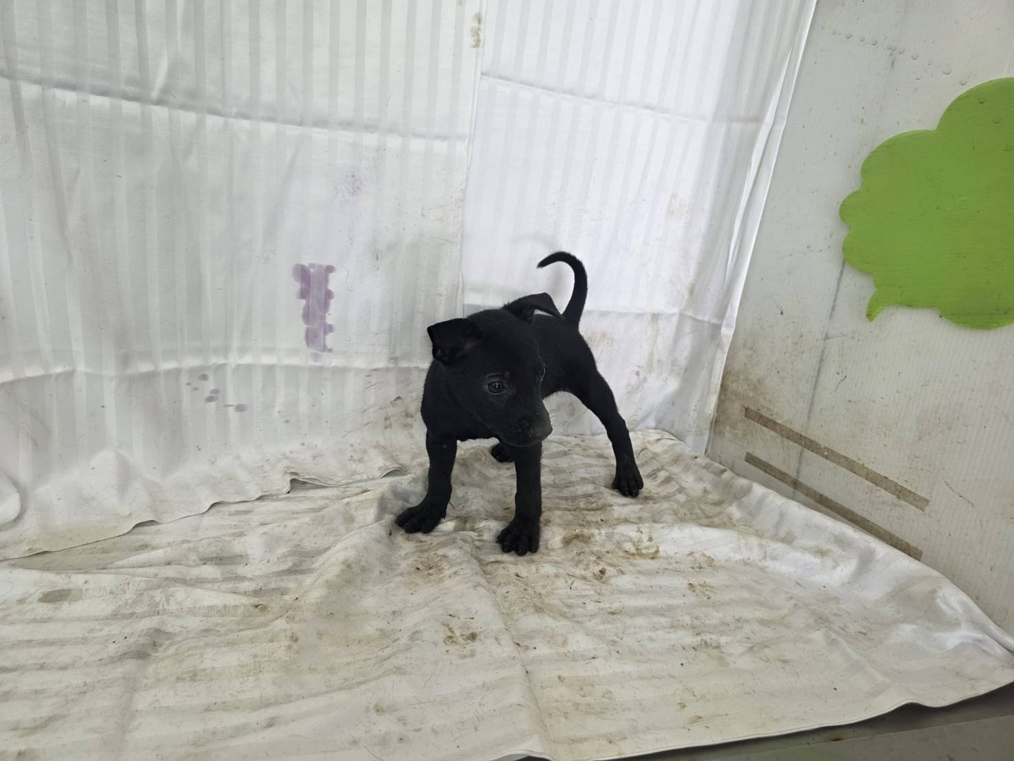 混種犬