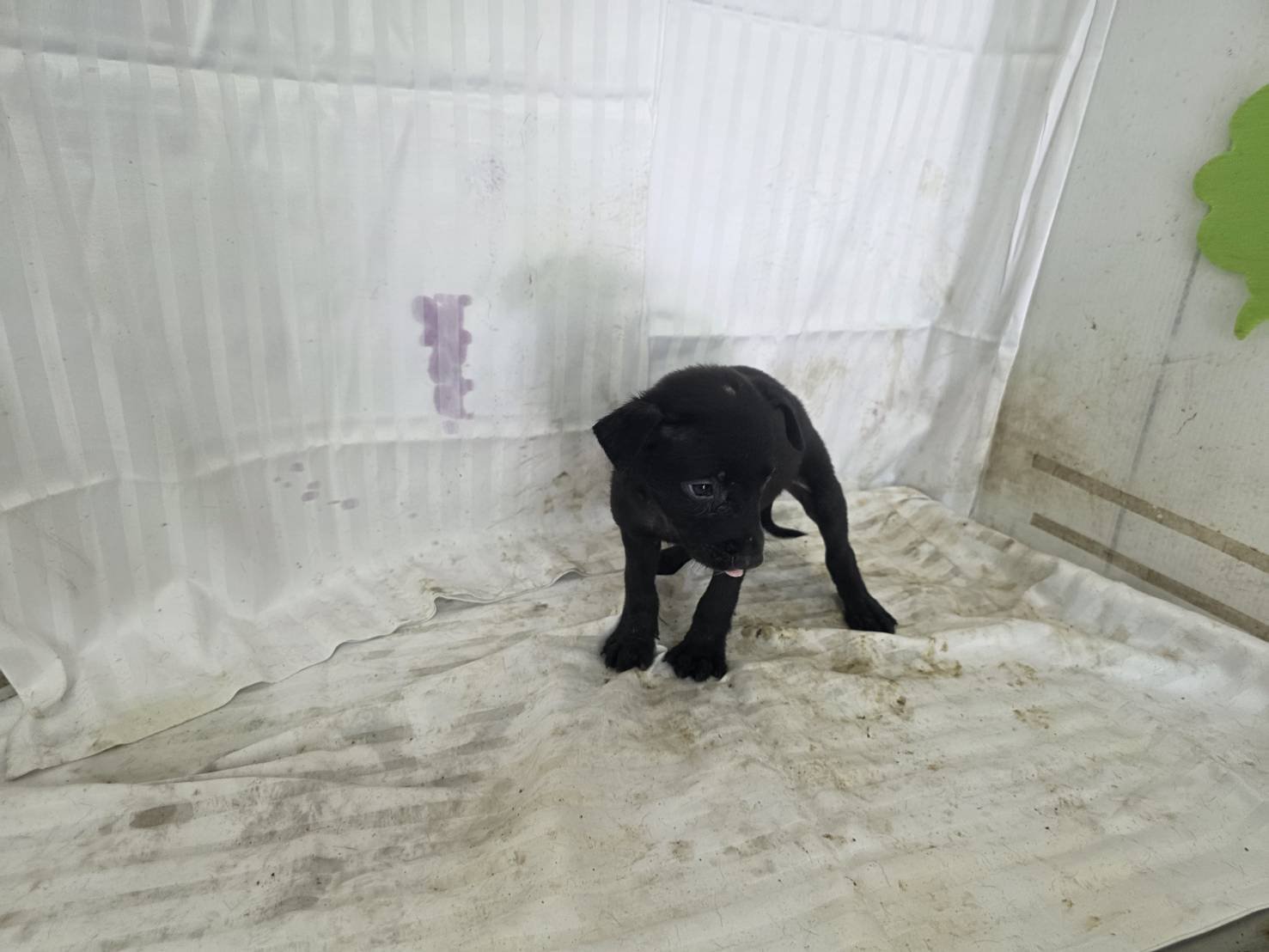 混種犬
