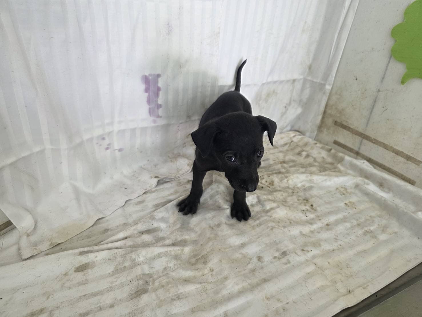 混種犬