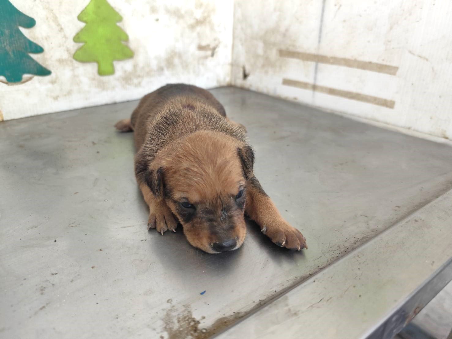 混種犬