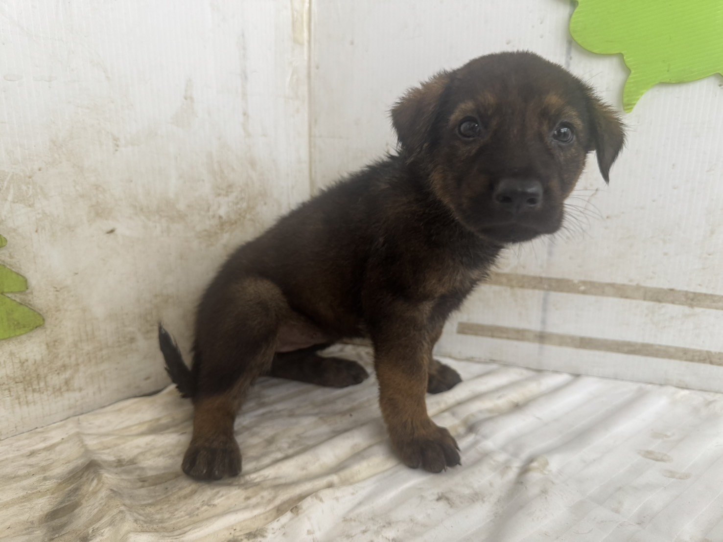 混種犬