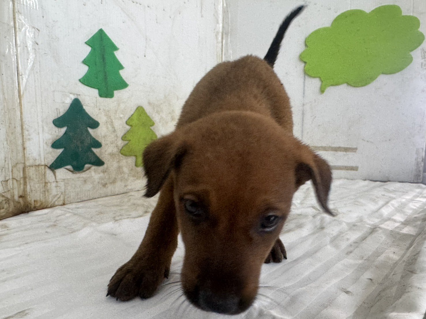 混種犬