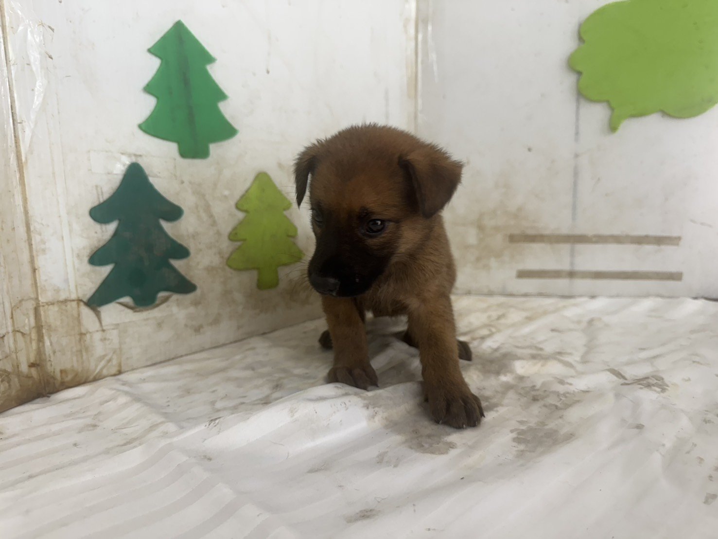 混種犬