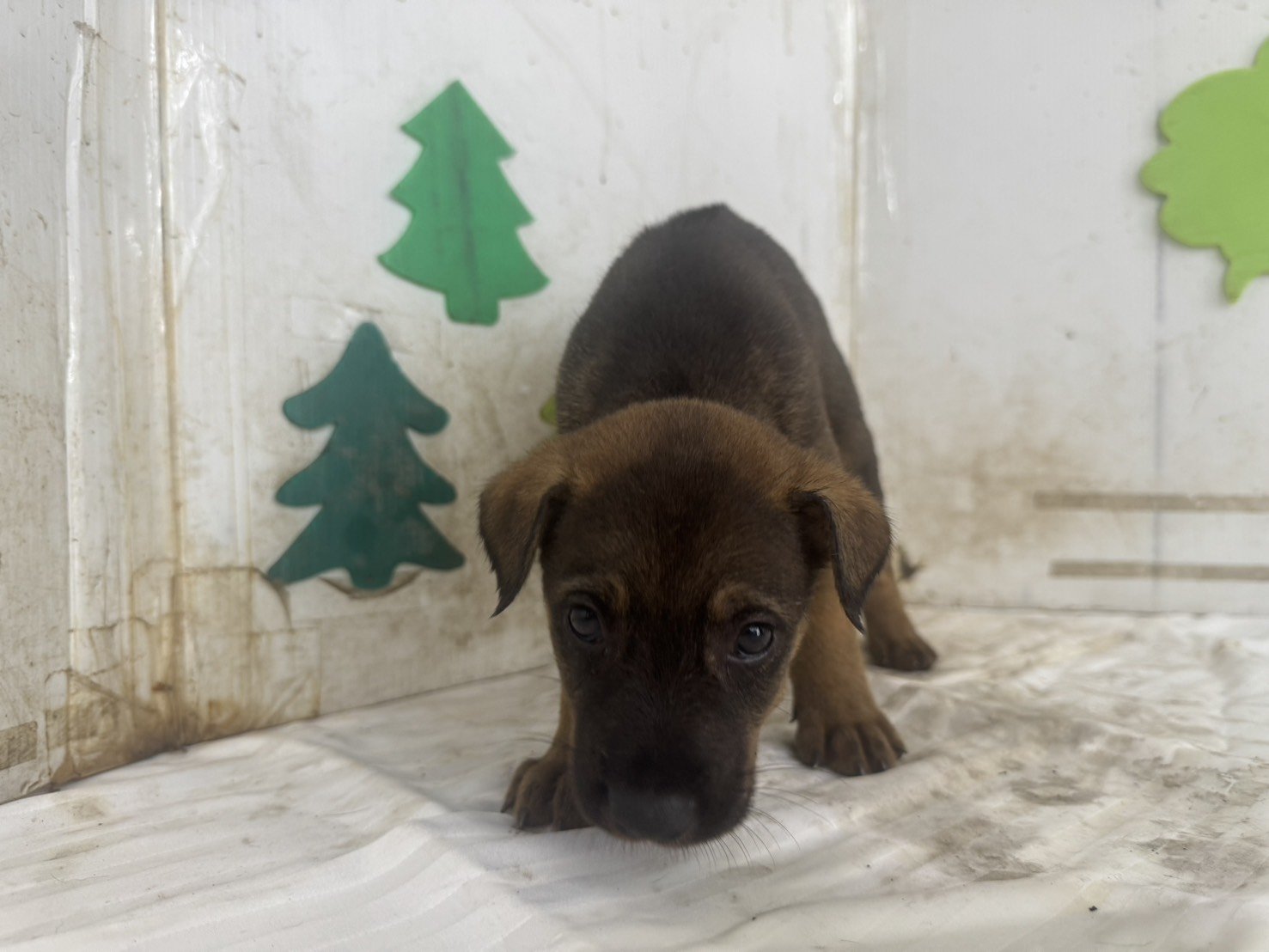 混種犬