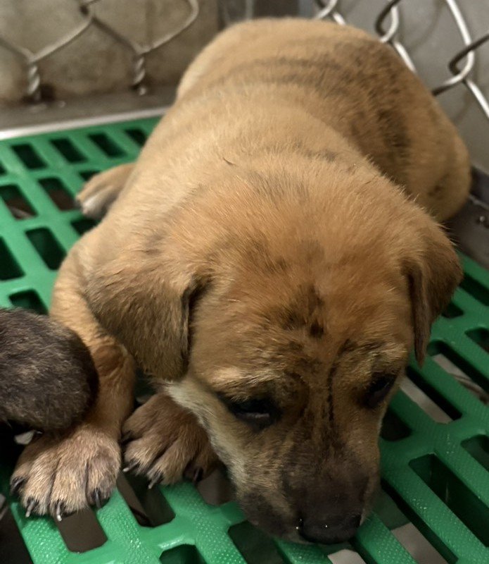 混種犬