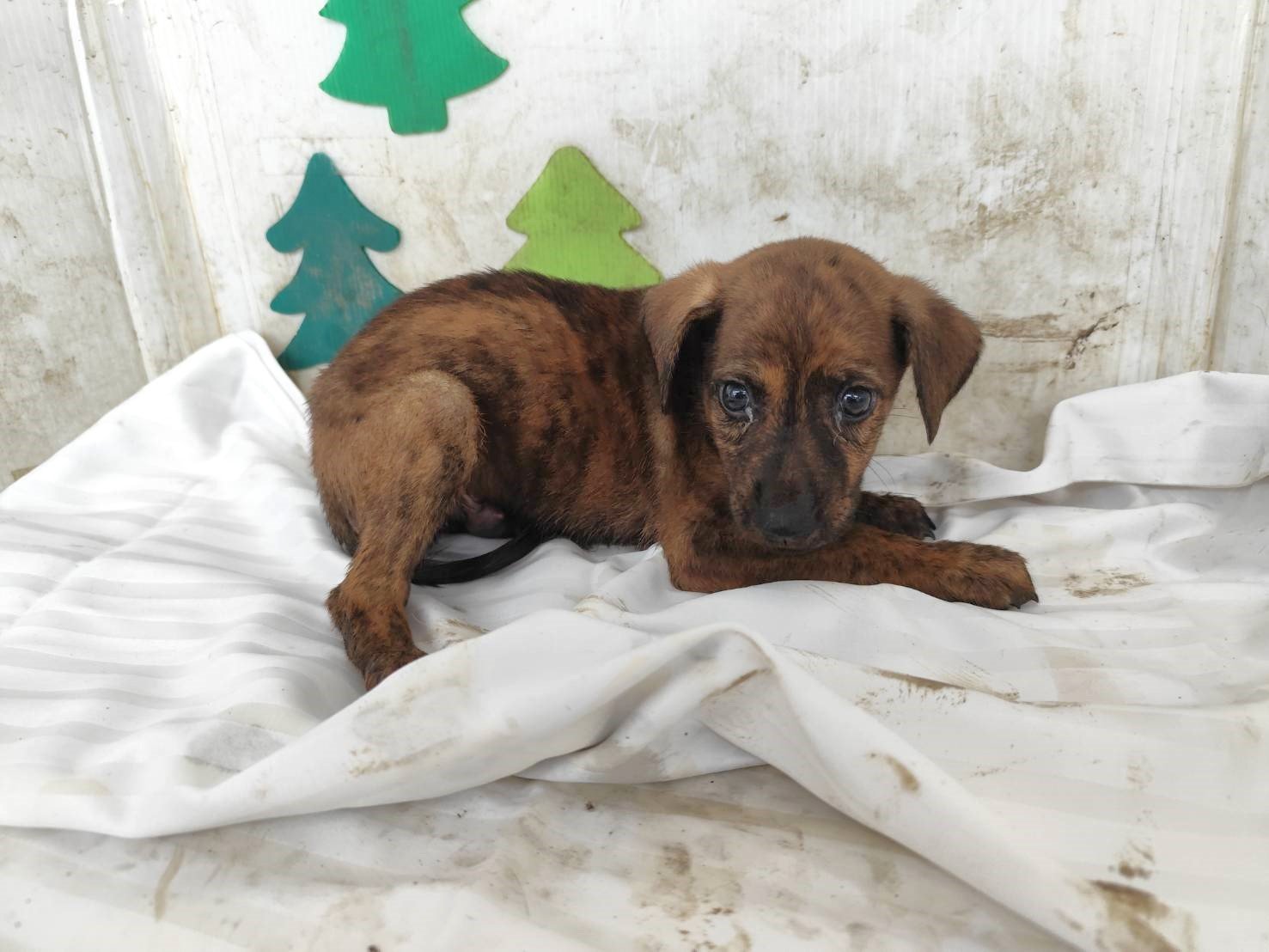 混種犬