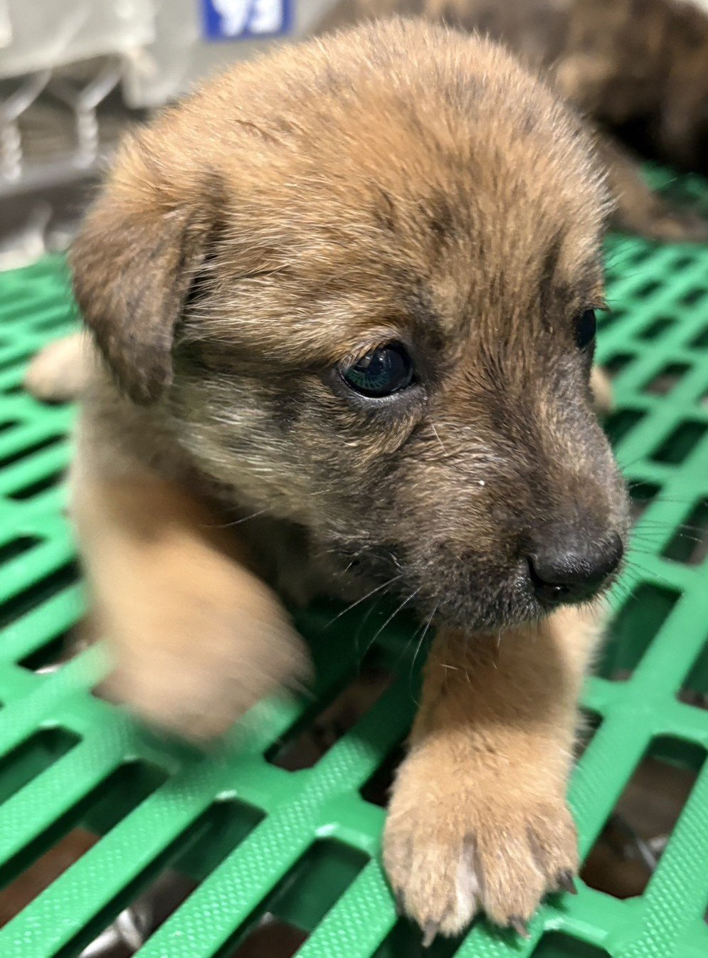 混種犬