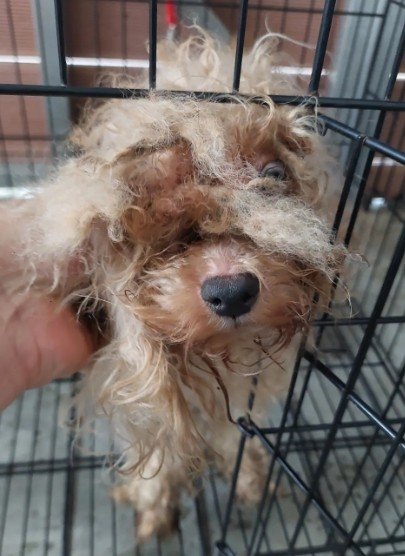 瑪爾濟斯犬