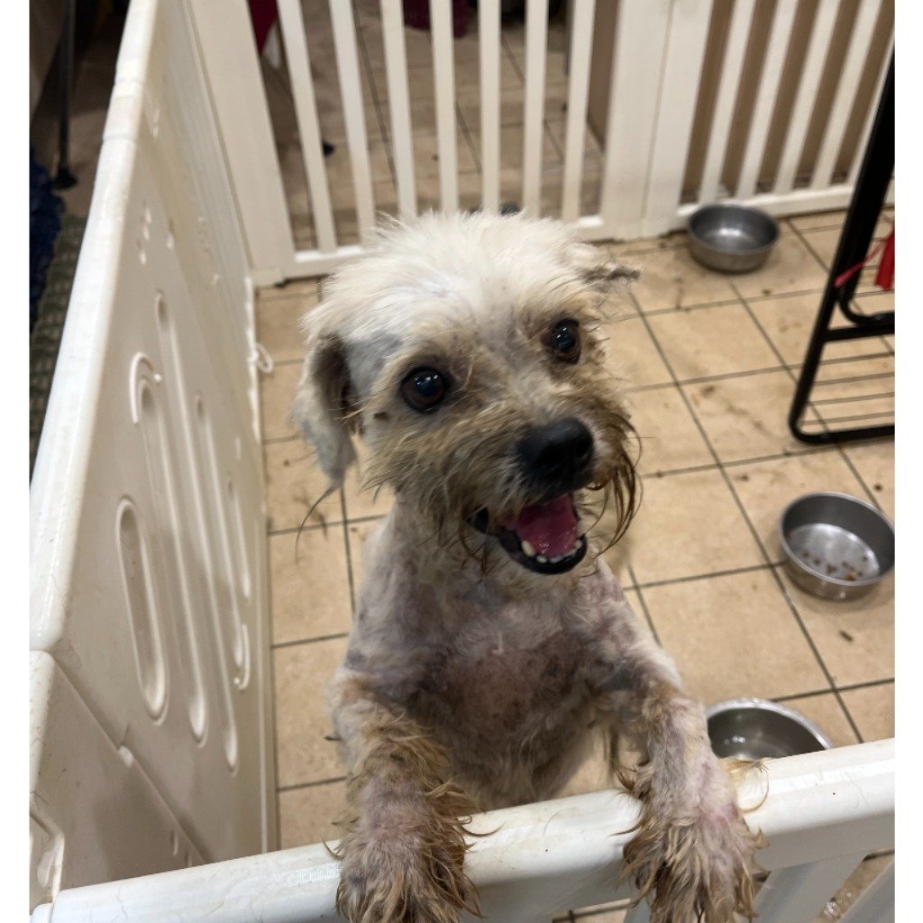 混種犬