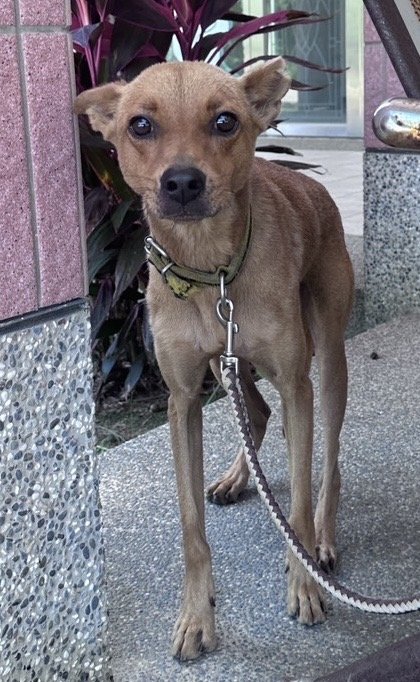 混種犬