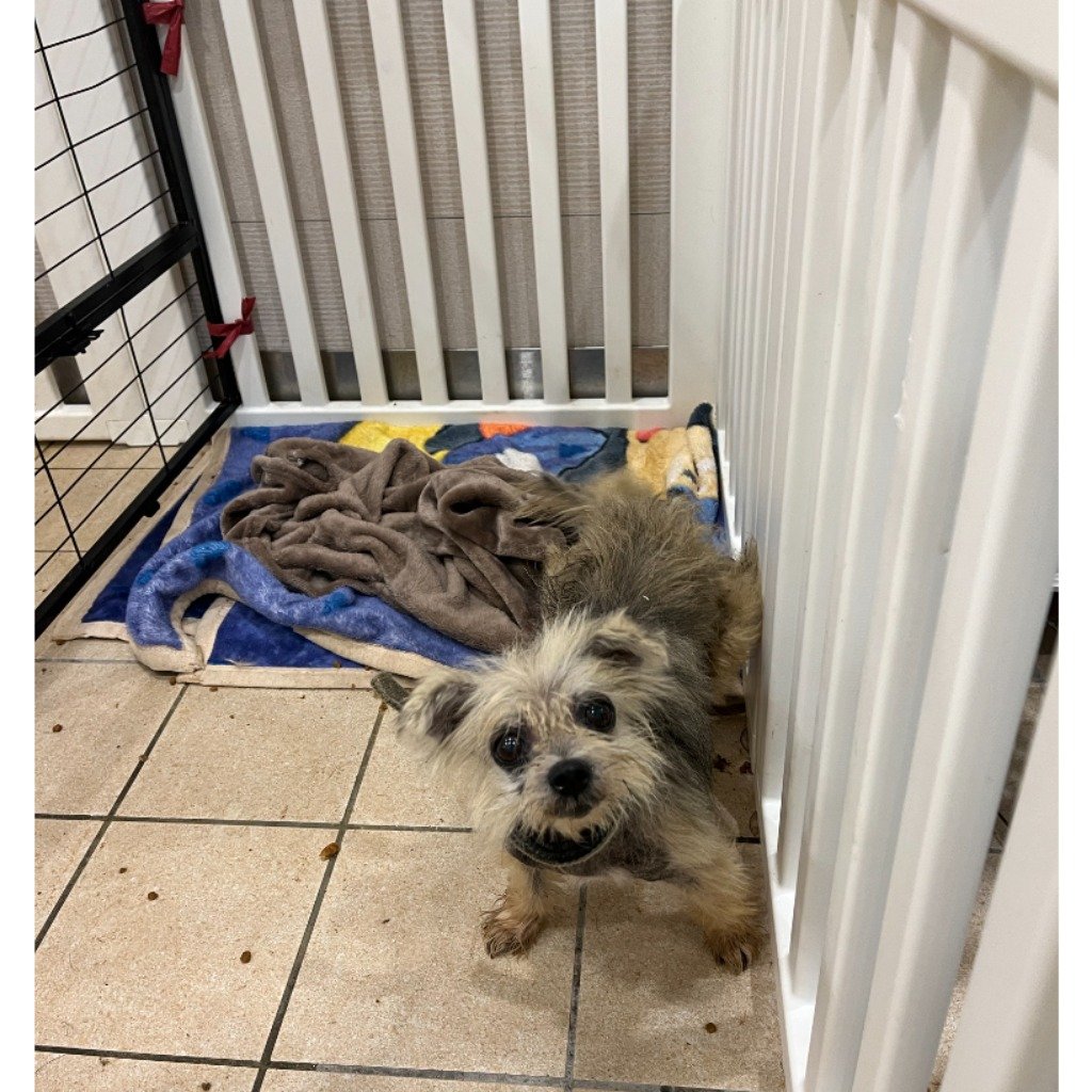 混種犬