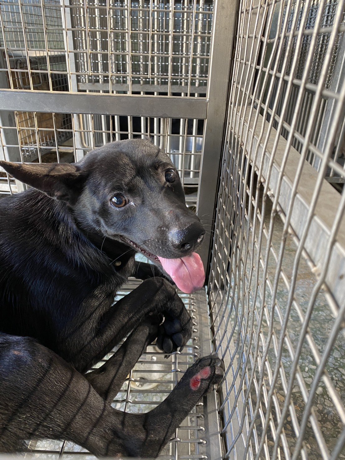 混種犬