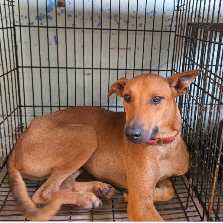 混種犬