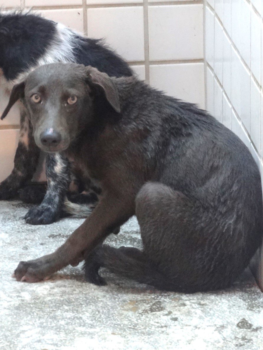 混種犬