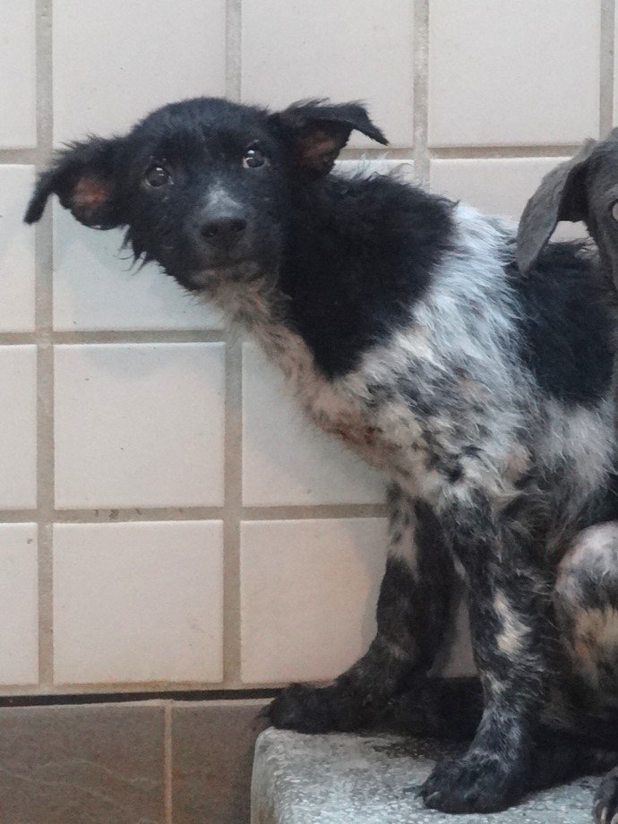 混種犬