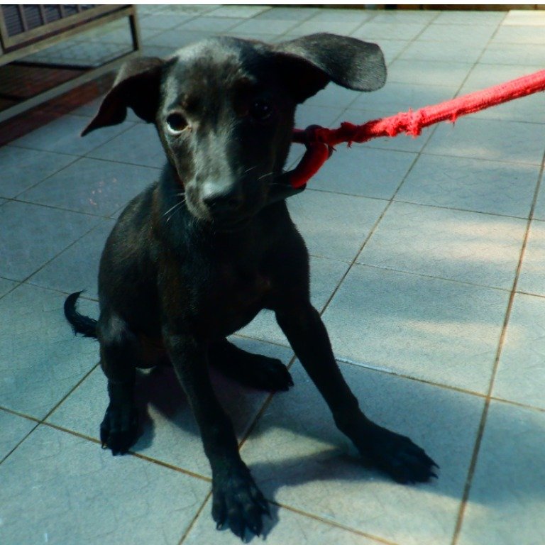 混種犬