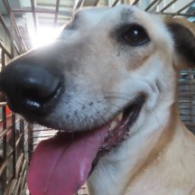 混種犬