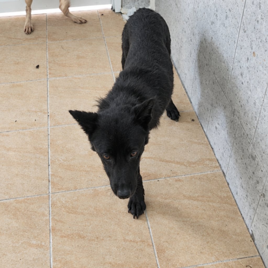混種犬