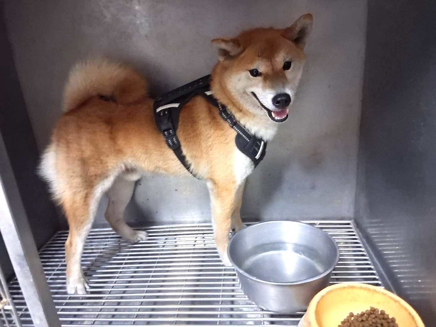 混種犬