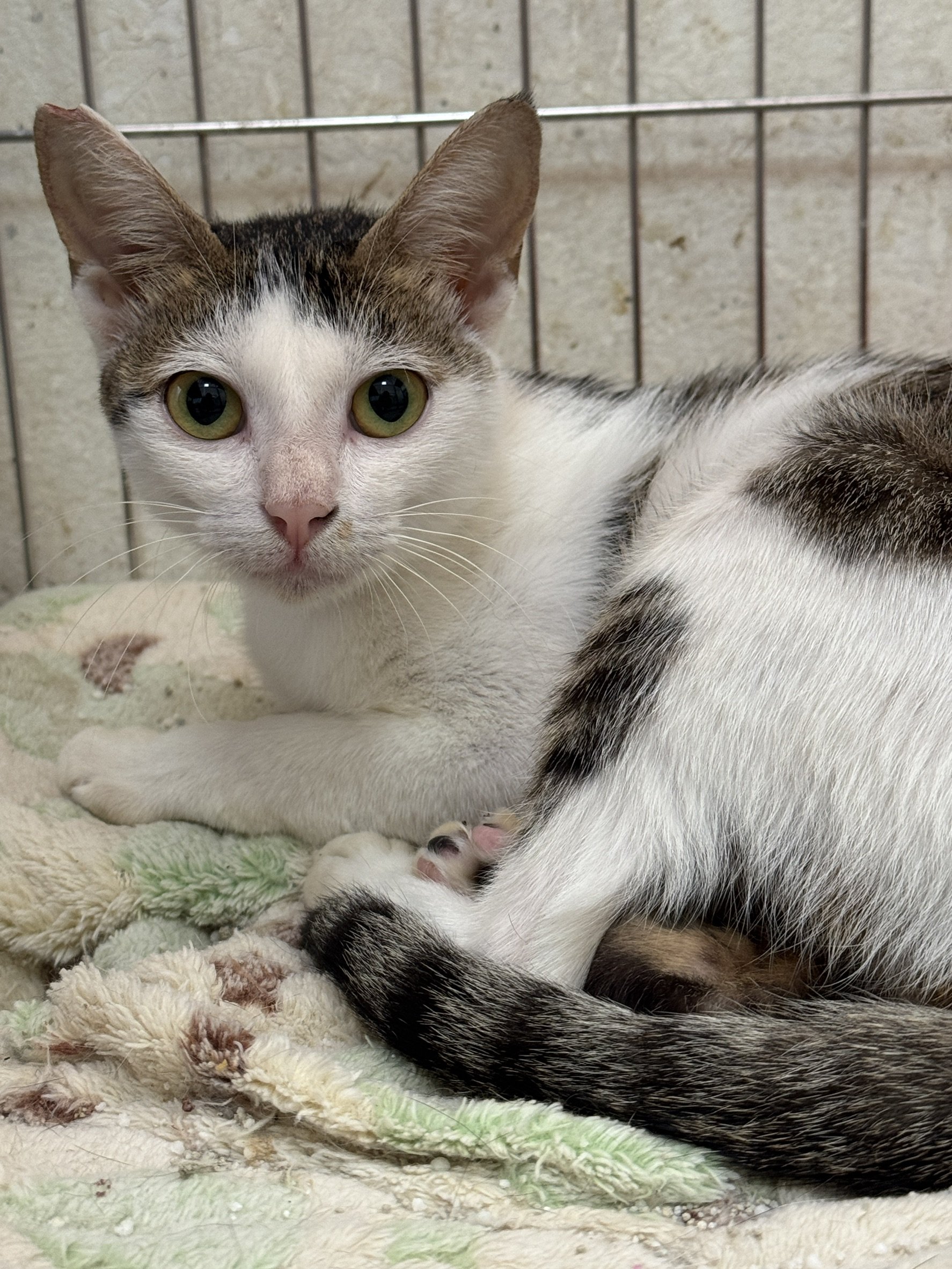 混種貓