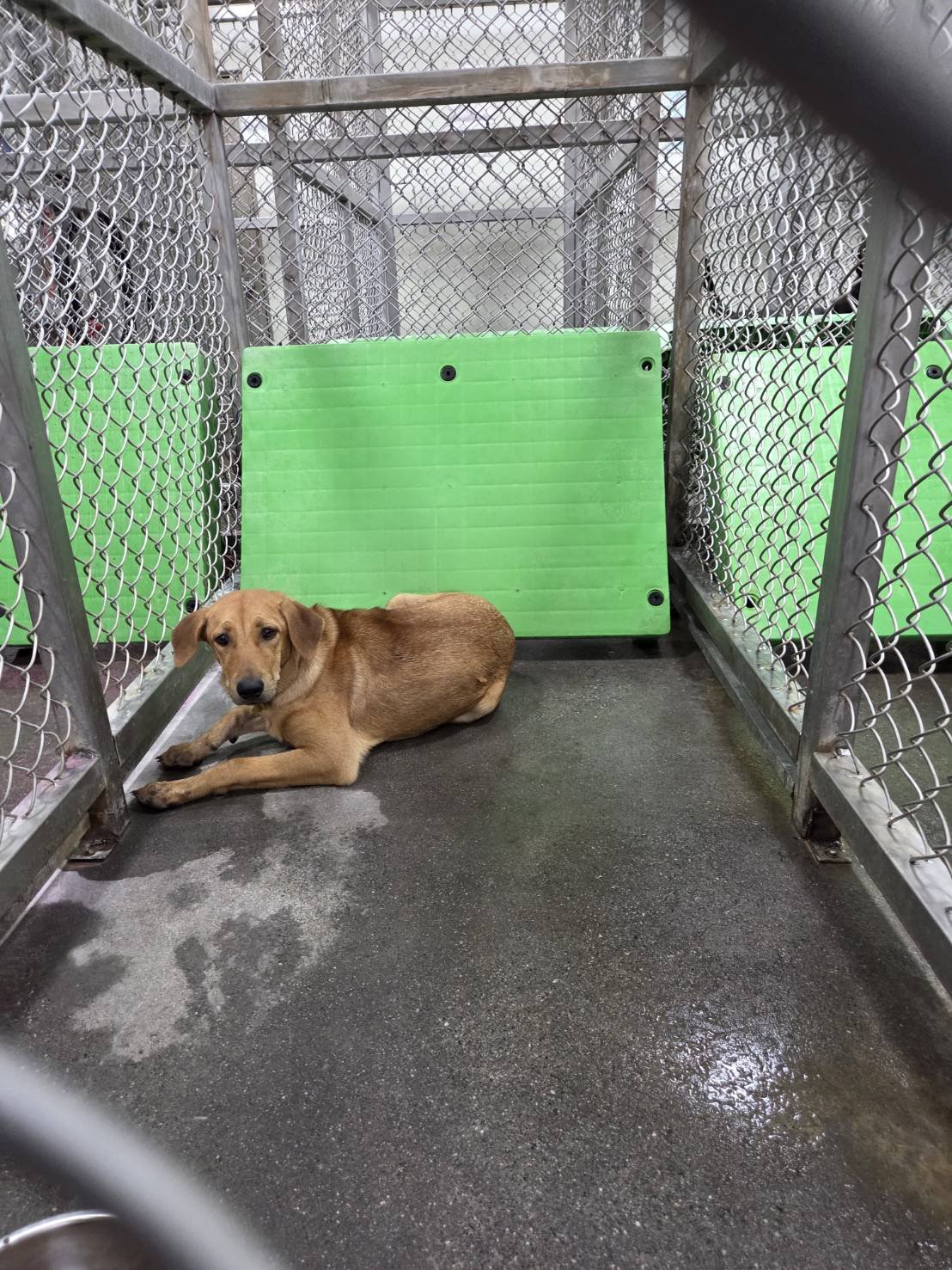 混種犬