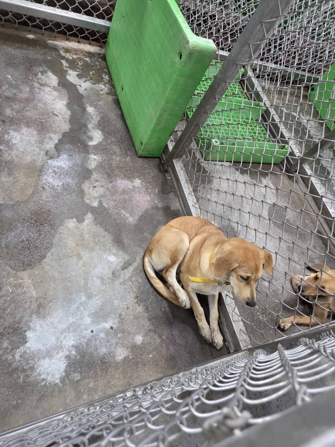 混種犬