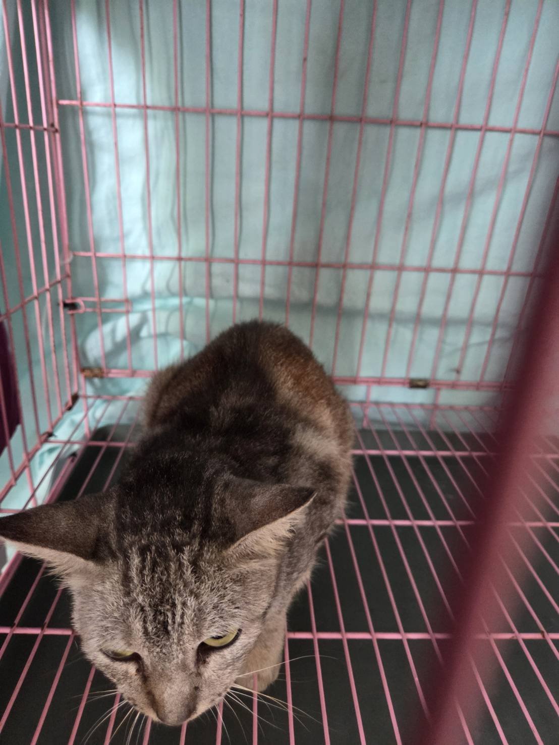 混種貓