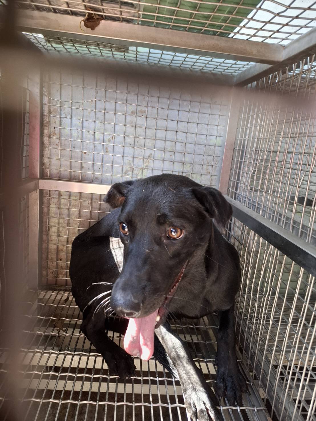 混種犬