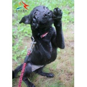混種犬