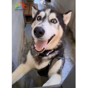 混種犬