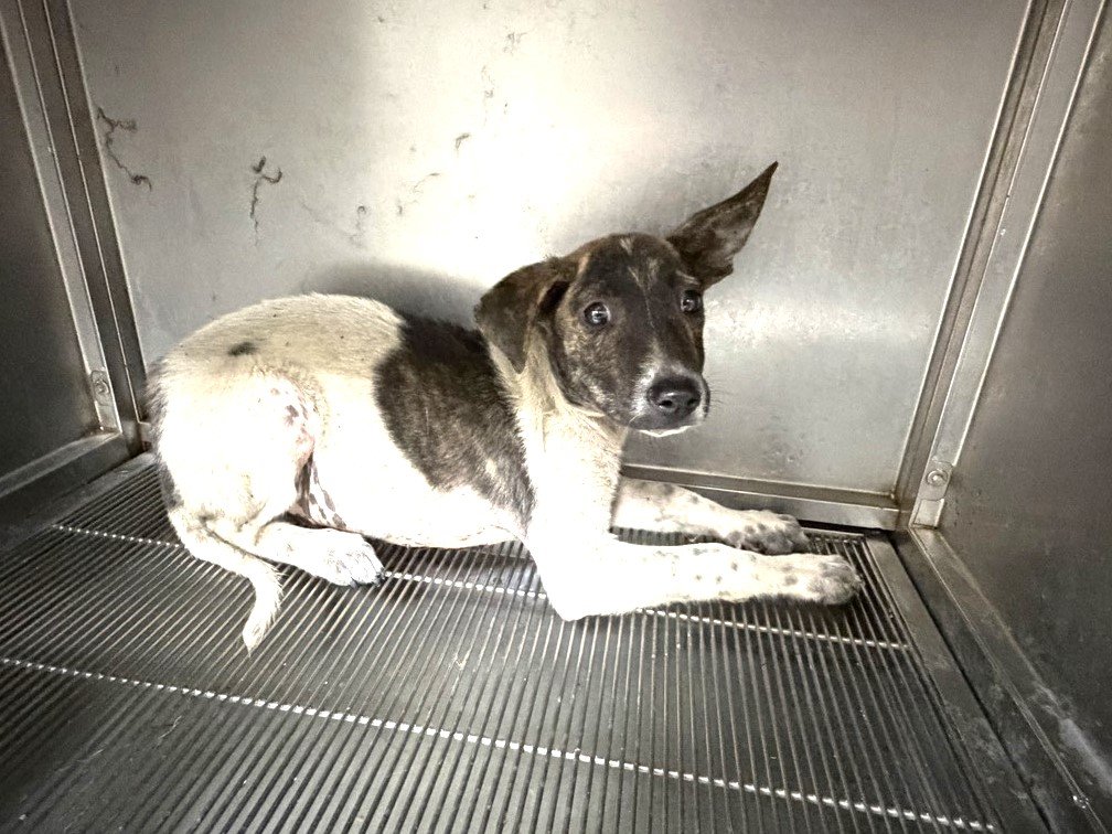 混種犬