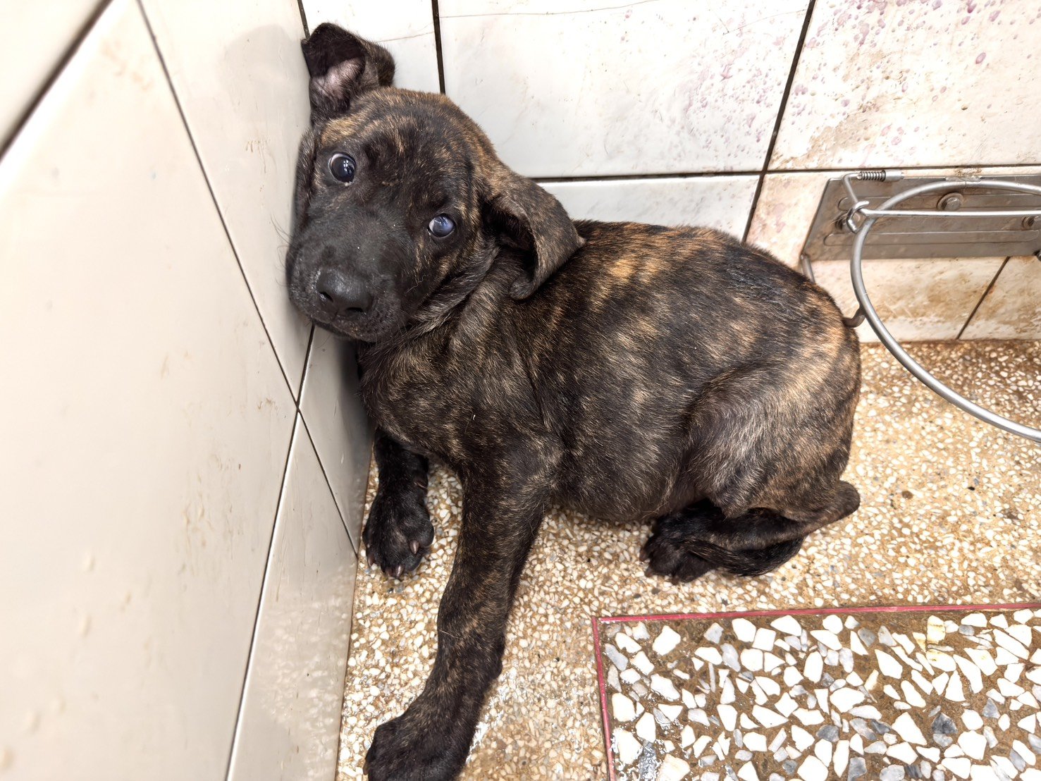 混種犬